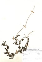 藏品(長柄菊)的圖片